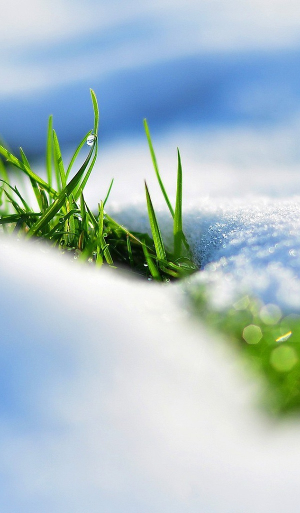 Трава пробивается из под белого снега