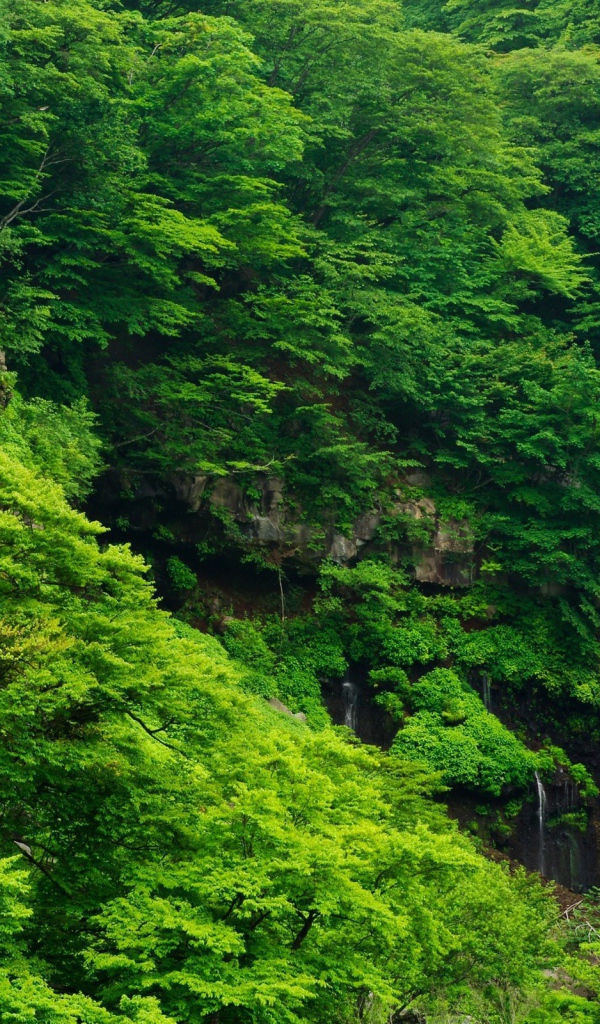 Густые зеленые заросли и водопад на камнях