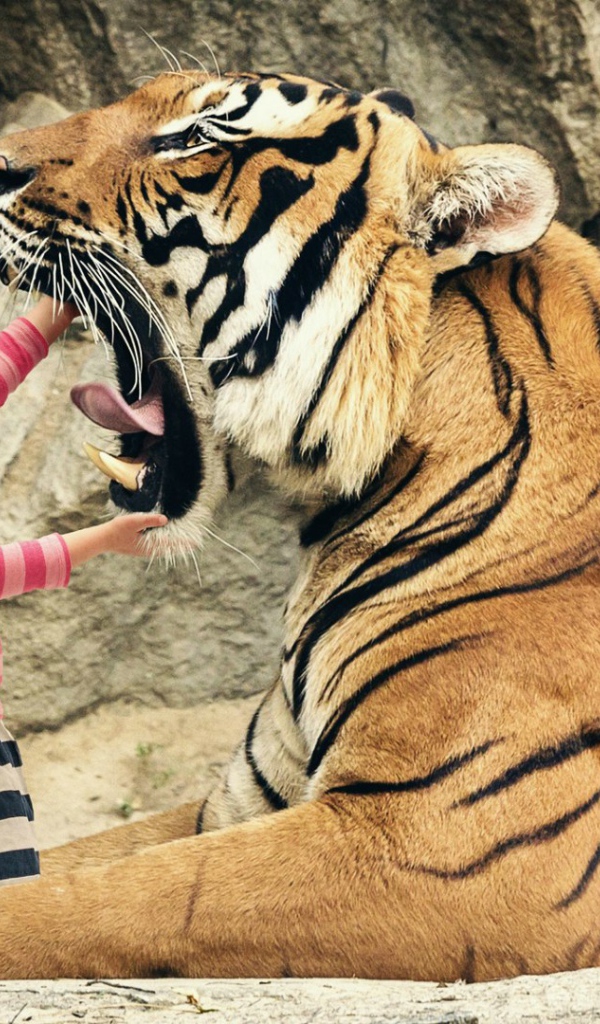 Девочка смотрит в пасть тигра