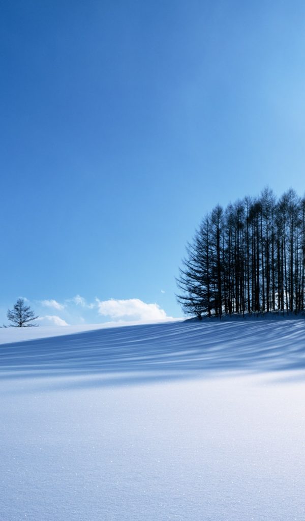 Черные деревья на снегу