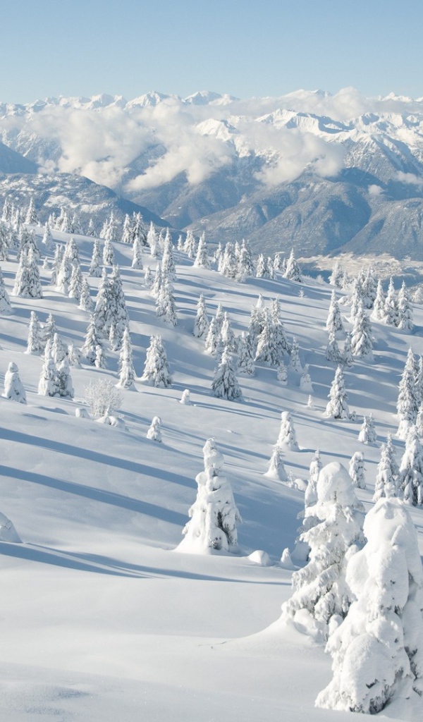 Деревья на склоне горы занесло снегом