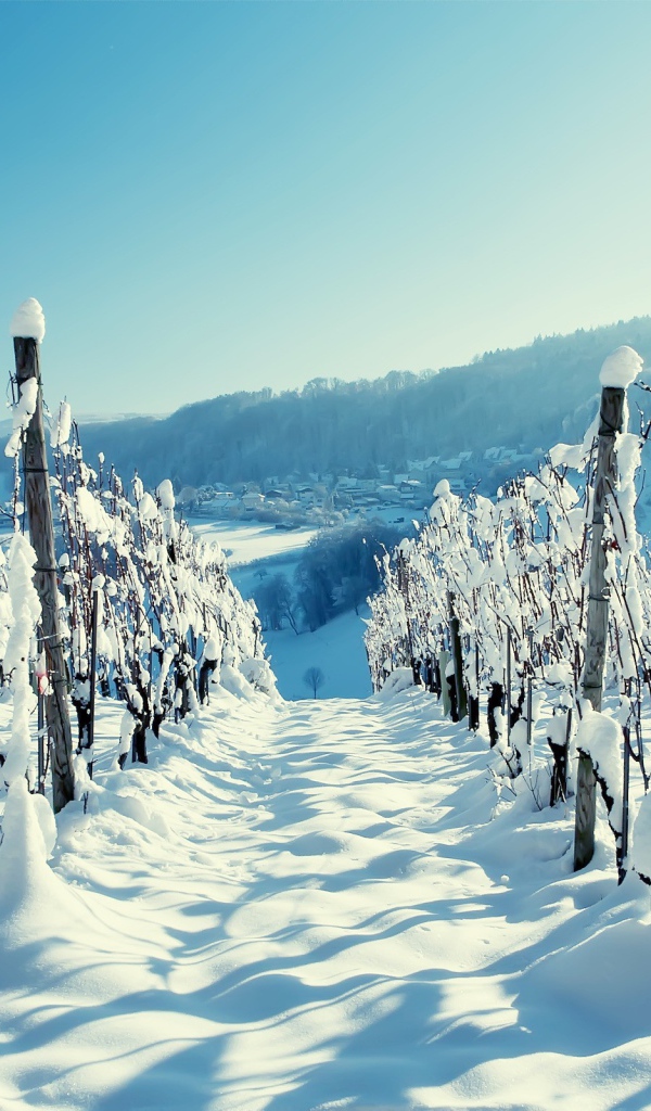 Vineyard in winter