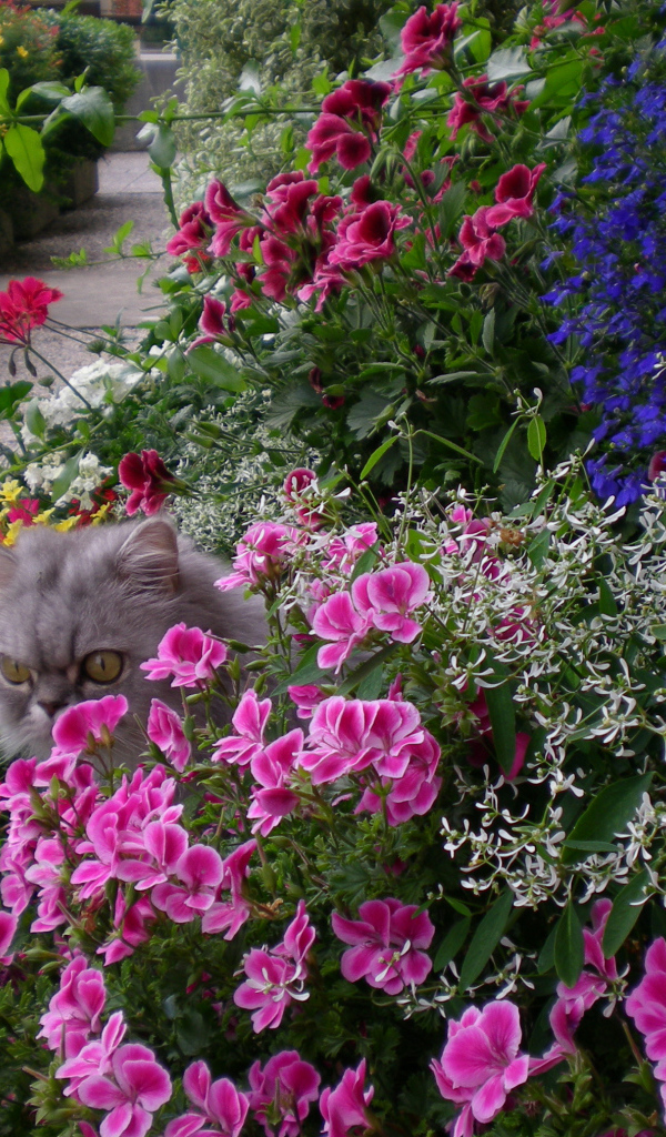 Серый кот прячется в цветах герани