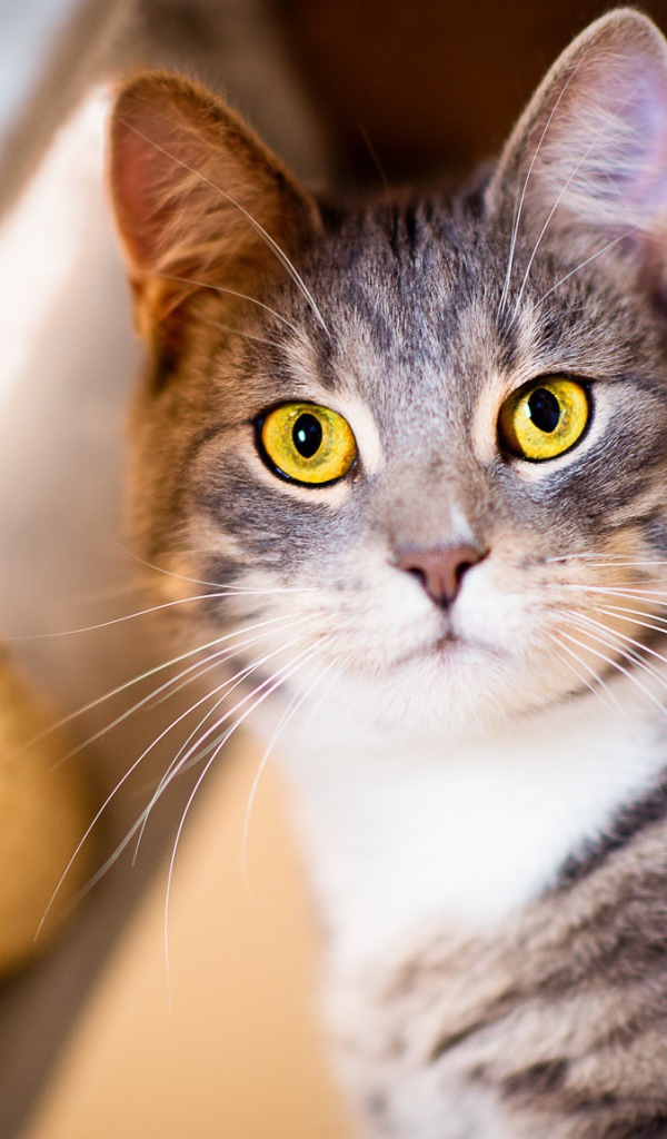 Взгляд серого кота с большими желтыми глазами