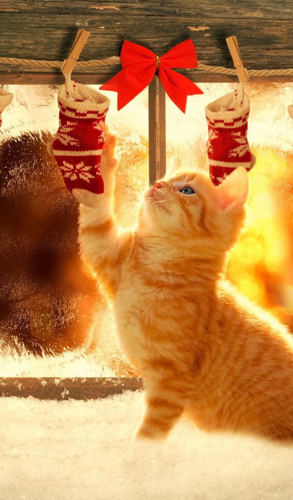 Маленький рыжий котенок играет рождественским декором на окне