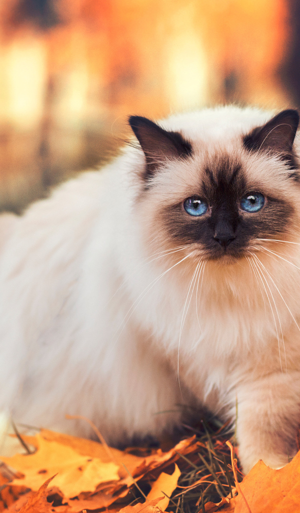 A pedigree Siamese cat with blue eyes walks along the yellow foliage