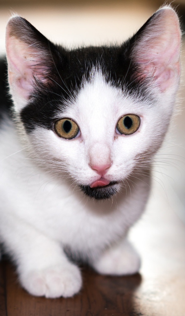 Маленький черно-белый котенок с высунутым языком