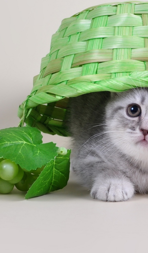 Маленький серый котенок сидит под зеленой плетеной корзиной