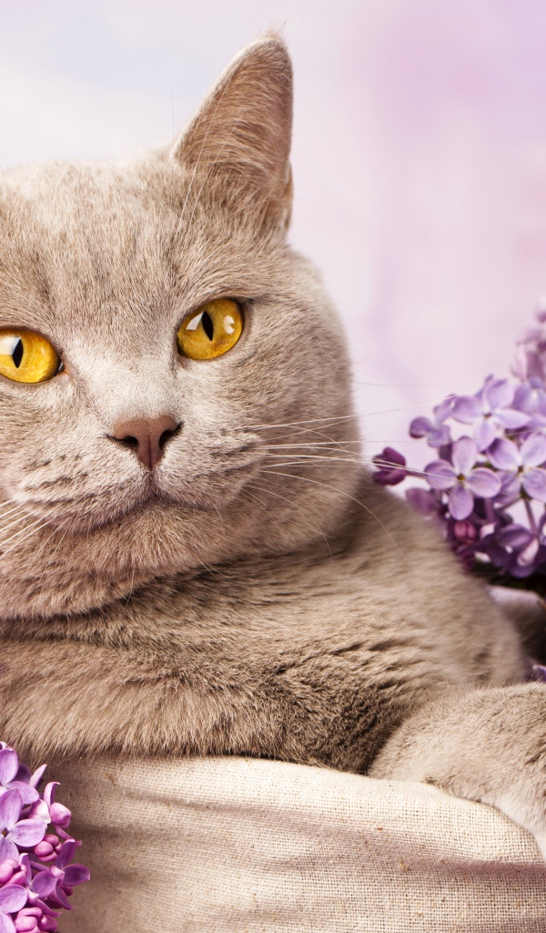 Красивый британский кот с цветами сирени