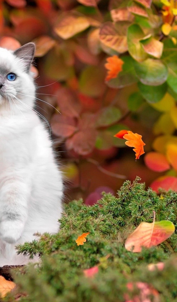 Красивый голубоглазый пушистый кот осенью