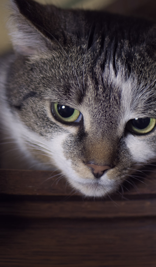 Красивый кот с зелеными глазами крупным планом
