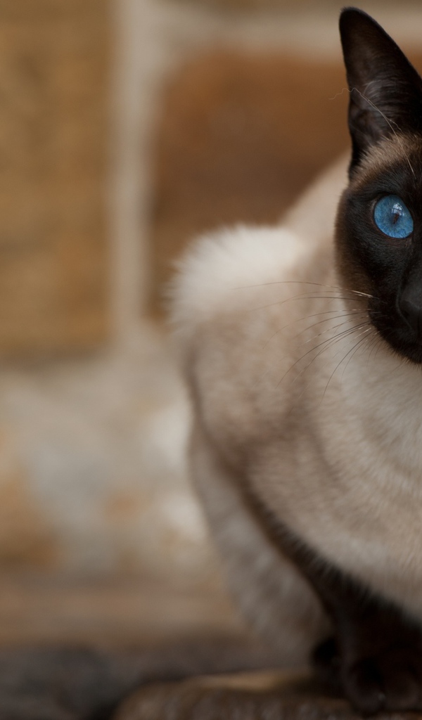 Красивый взгляд голубоглазой сиамской кошки