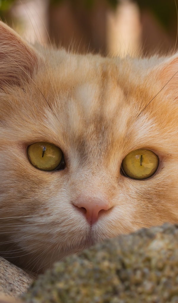Красивая морда рыжего кота