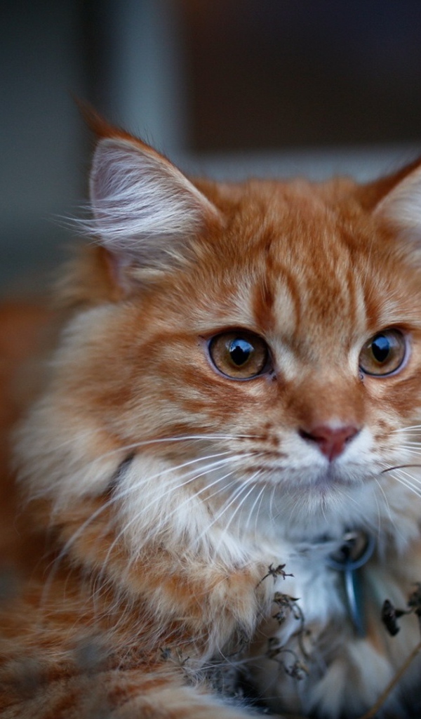 Красивый рыжий кот с кисточками на ушах 