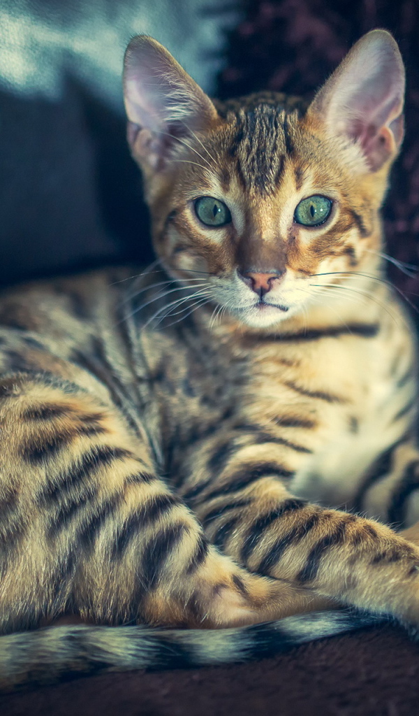 Красивая полосатая кошка с зелеными глазами 