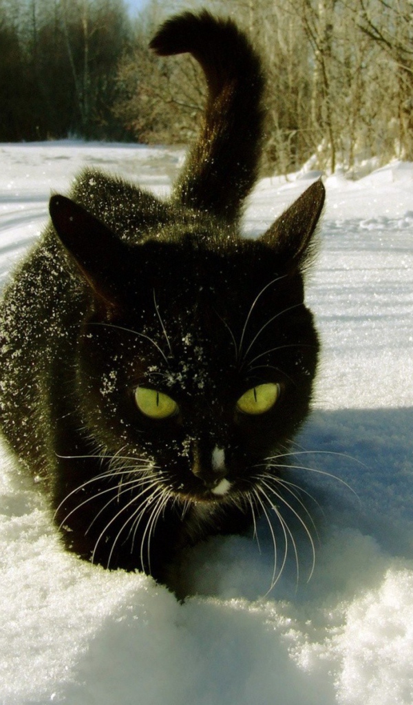 Черный кот с желтыми глазами идет по белому снегу
