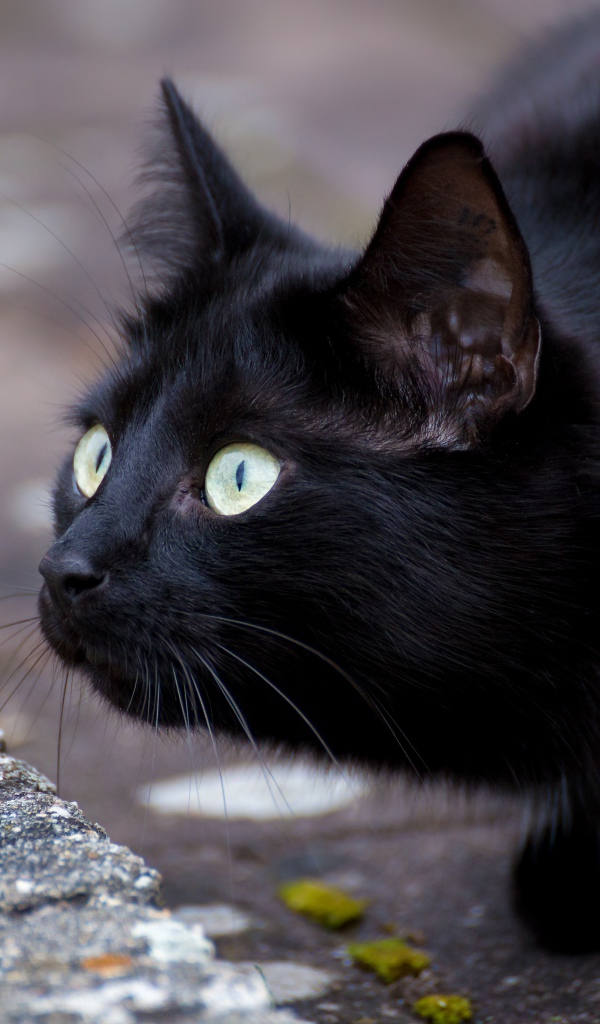Черный зеленоглазый кот с удивленным взглядом