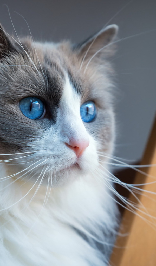 Пушистая кошка с красивыми голубыми глазами 