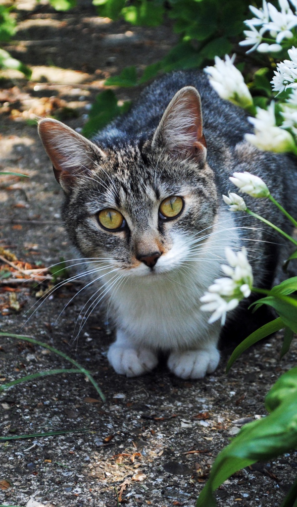 Серый кот с зелеными глазами в цветах 