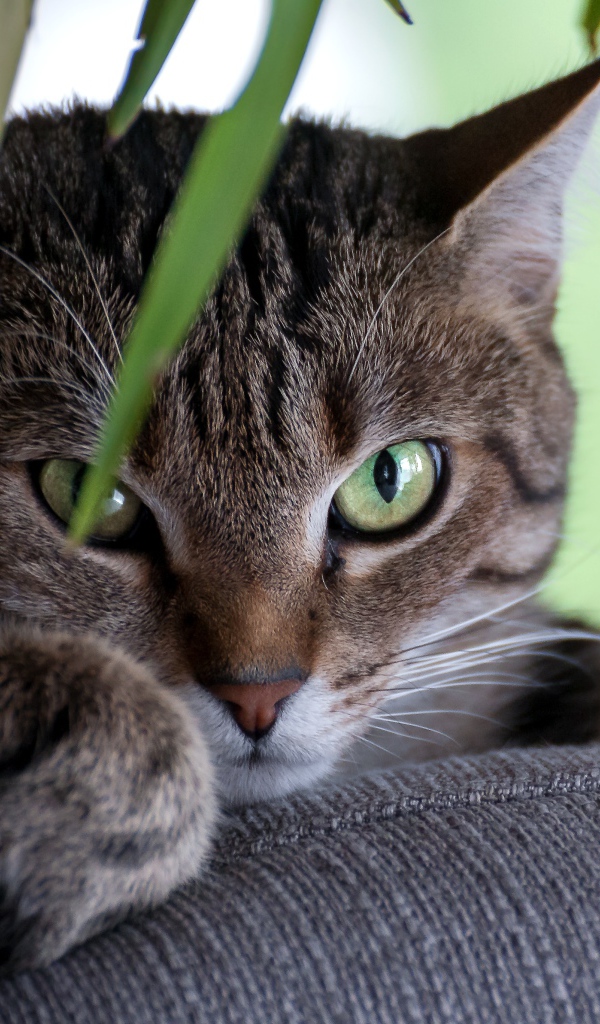 Зеленоглазый серый кот лежит на диване