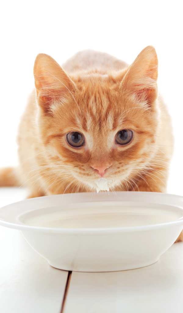 Маленький рыжий котенок с миской молока 