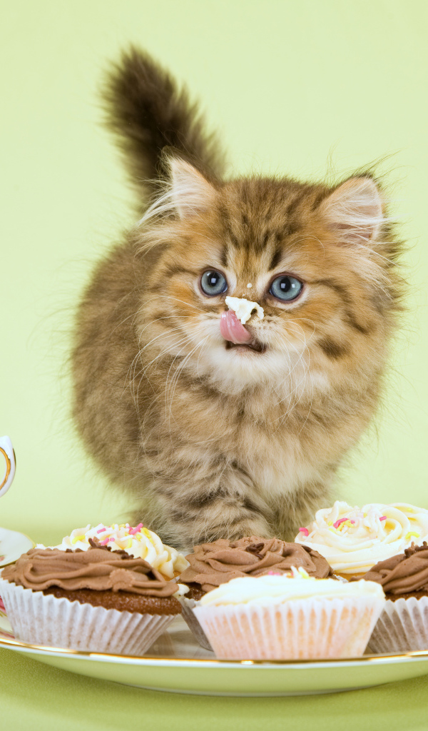 Милый котенок ест пирожное с кремом