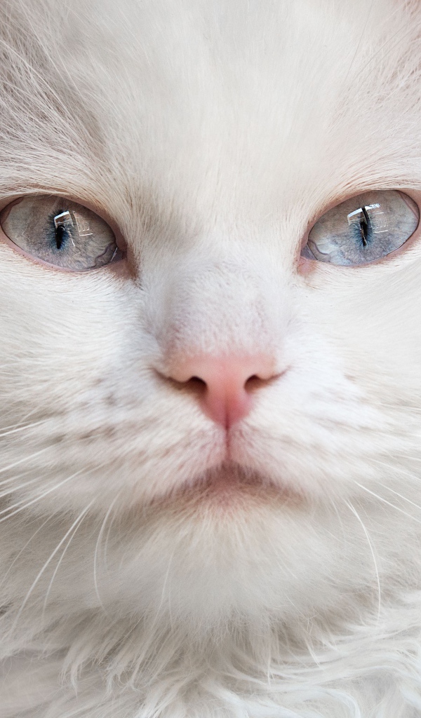 Морда красивого белого кота с голубыми глазами