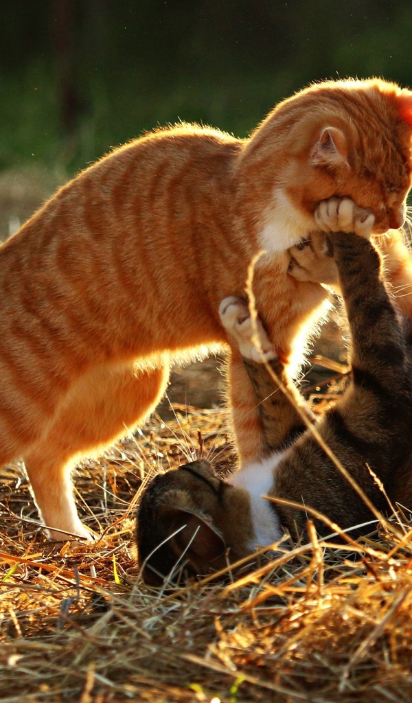 Рыжий и серый котенок играют на сухой траве