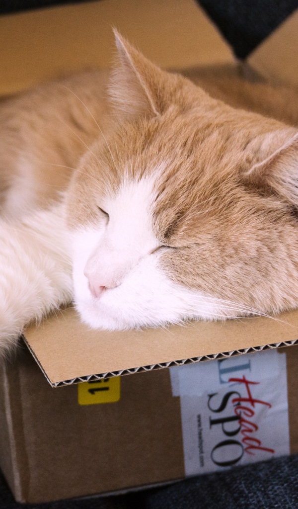 Рыжий кот спит в картонной коробке 