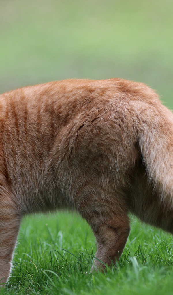 Грустный рыжий кот стоит на зеленой траве