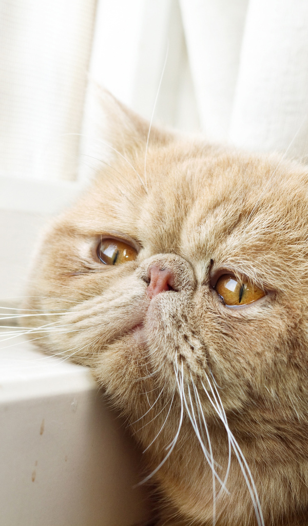 Грустный рыжий персидский кот смотрит в окно