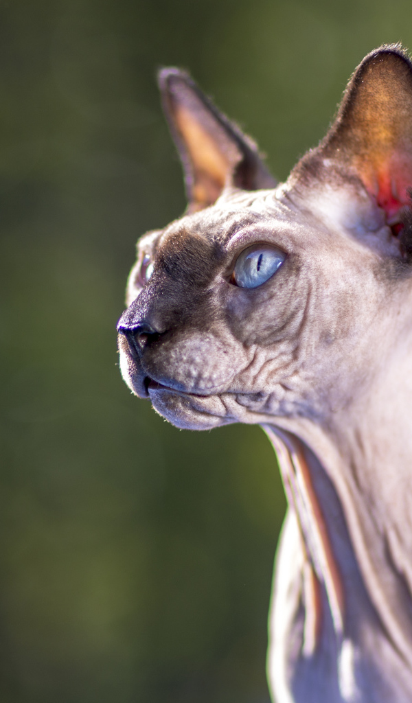 Грозный взгляд голубоглазого кота породы Сфинкс
