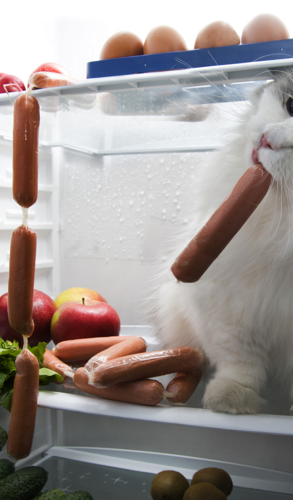 The cat steals the sausages from the refrigerator