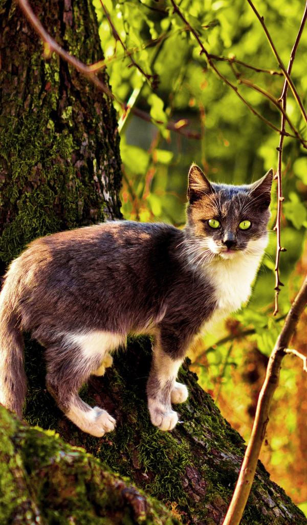 Трехцветная кошка на дереве осенью