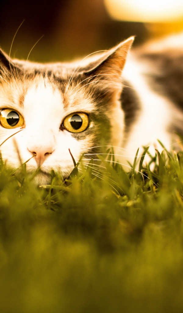 Трехцветная кошка в засаде в траве 