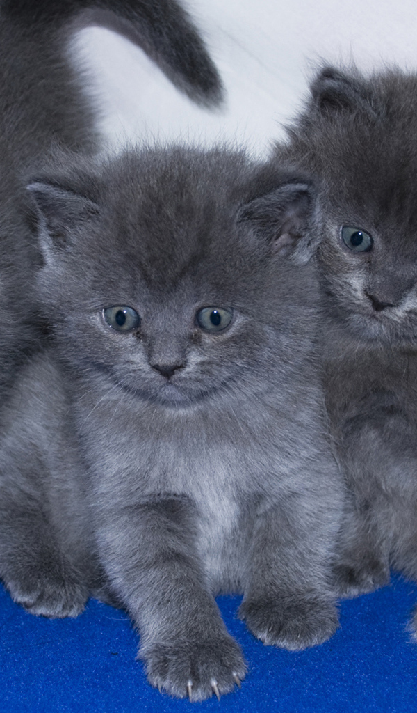 Три маленьких забавных серых котенка 