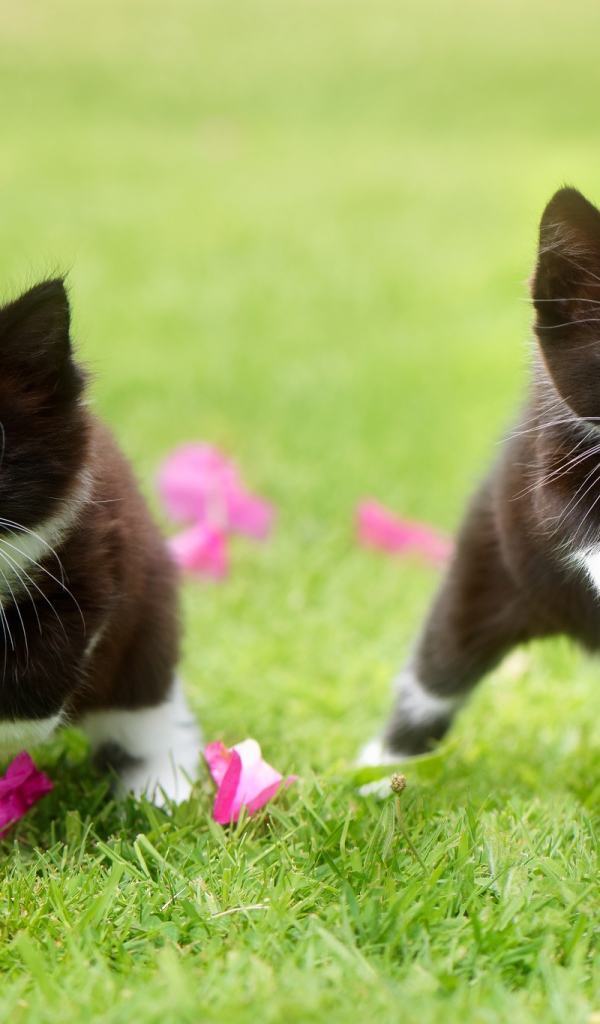 Два черно-белых котенка прыгают по зеленой траве