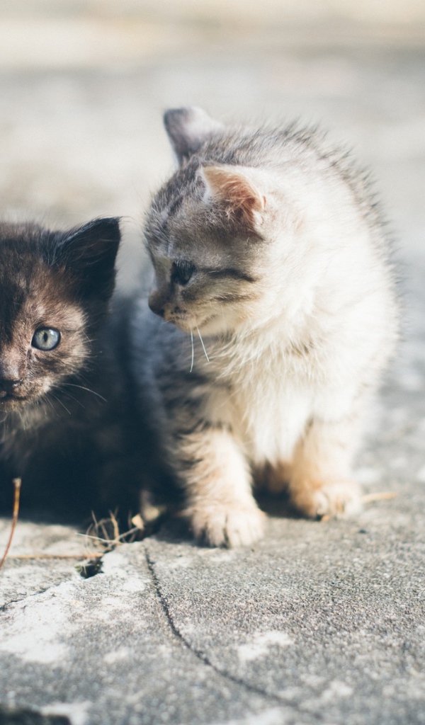 Два маленьких милых котенка сидят на дороге