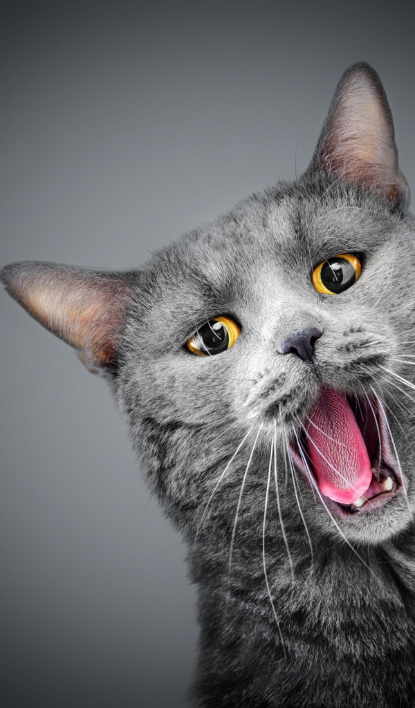 Зевающий серый кот с желтыми глазами