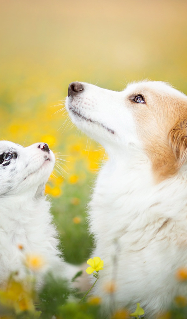 Собака породы бордер колли со щенком лежат в желтых полевых цветах