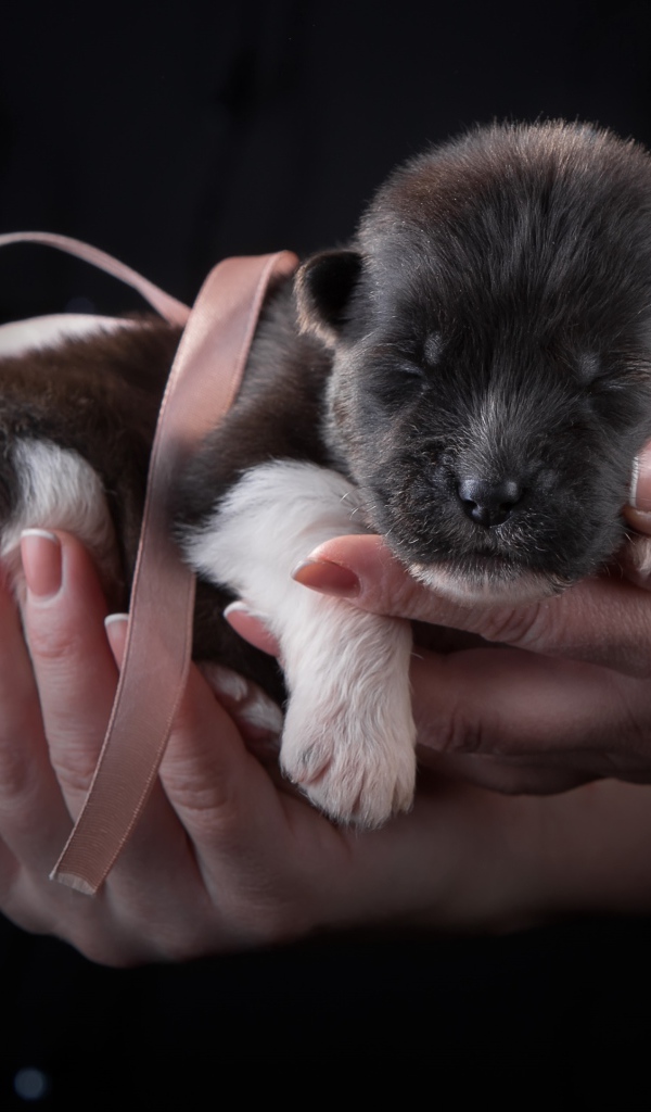 Маленький милый новорожденный щенок породы Американская акита в ладонях
