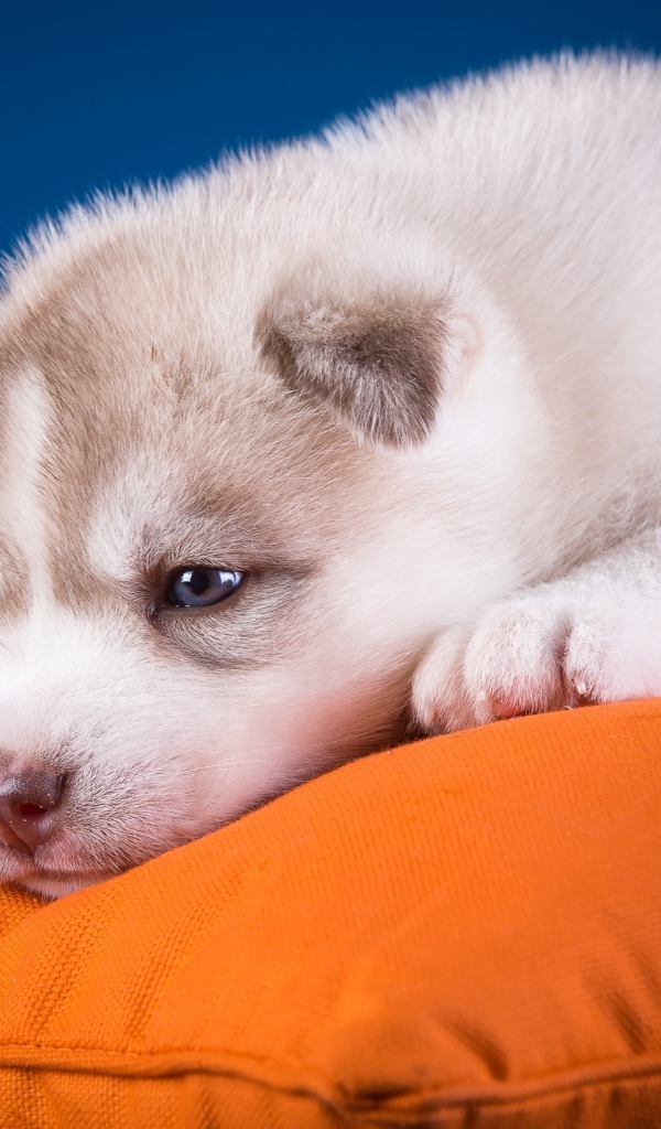 Маленький грустный щенок хаски лежит на подушке