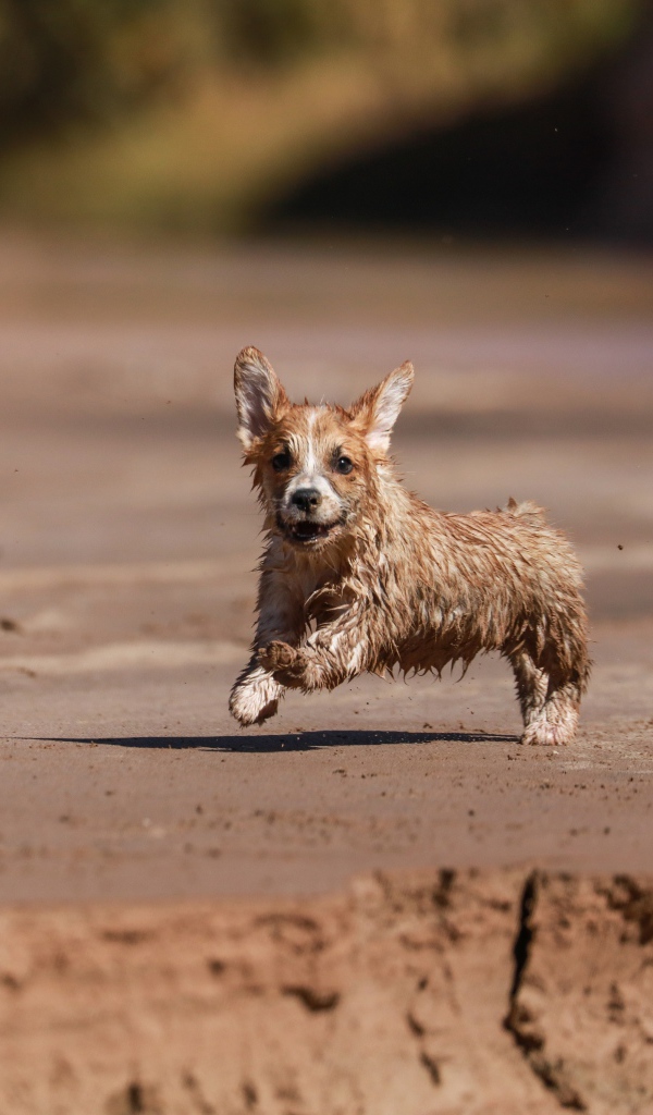 Мокрый щенок вельш корги бежит по песку