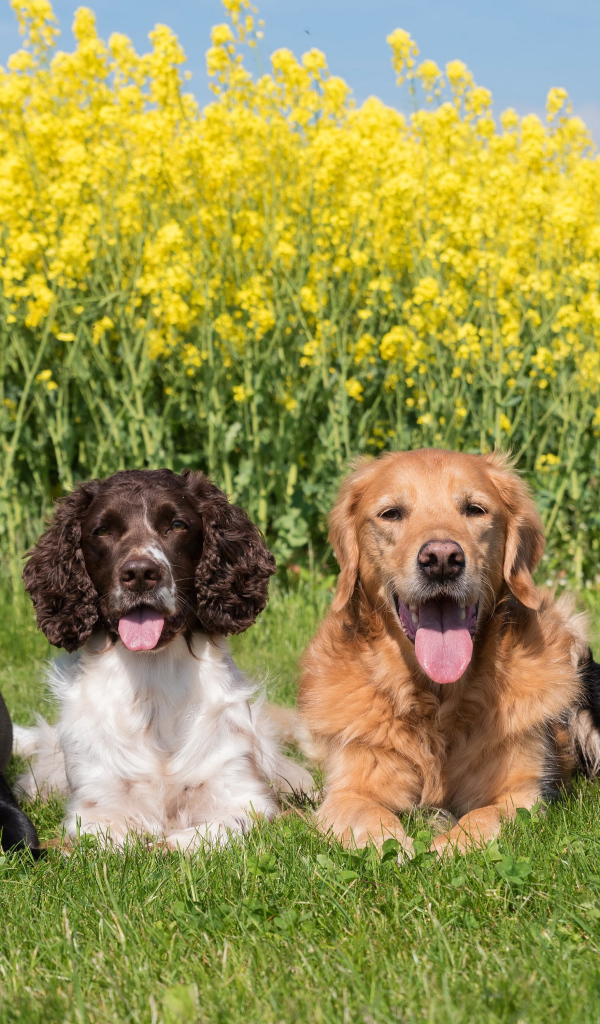 Четыре породистых собаки лежат на зеленой траве у желтых цветов