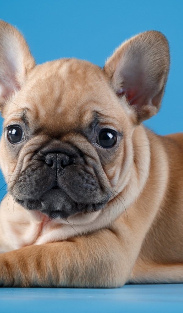 Little puppy of a French bulldog on a blue background