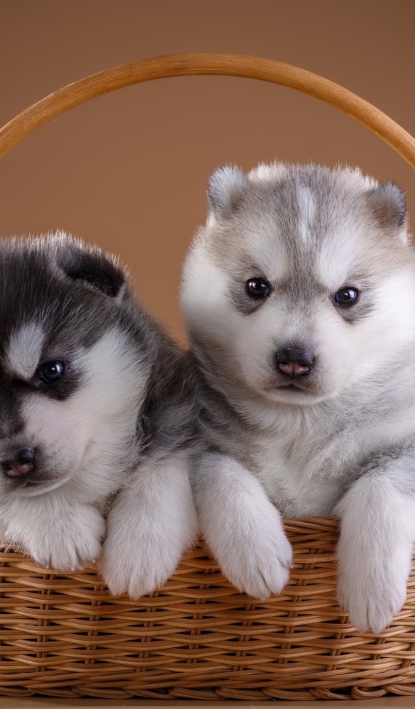 Два милых щенка хаски в плетеной корзине
