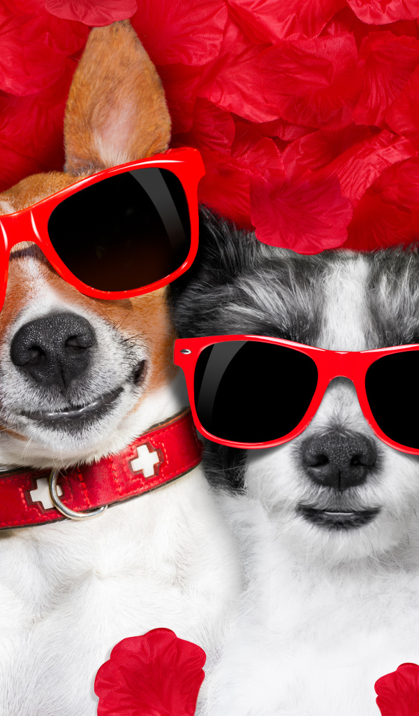 Две собаки породы Джек-рассел-терьер и Чихуахуа в красных очках лежат на красных лепестках