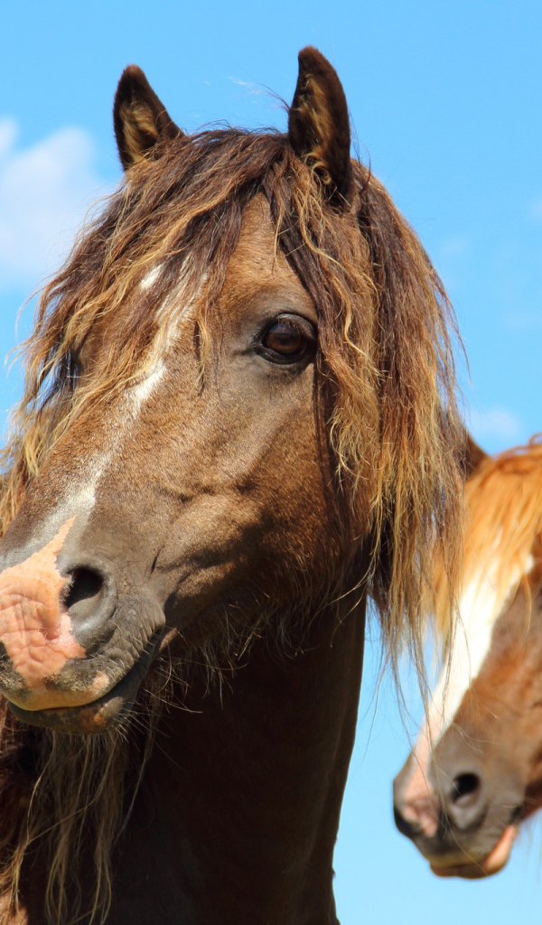 Две красивые коричневые лошади на фоне голубого неба