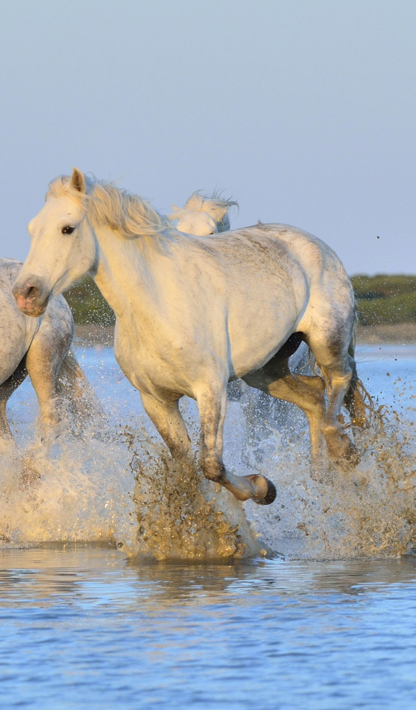 Белые лошади бегут по воде