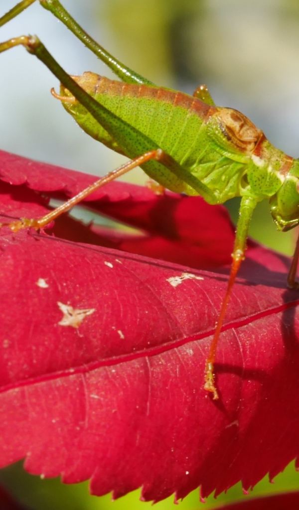 Зеленый кузнечик на красном листе 